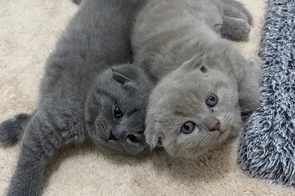 Ömer pet shop - Akvaryum - Ankara Sincan
