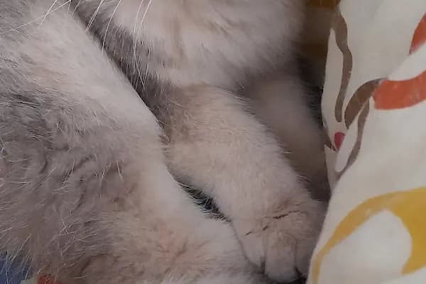 Green Pet Veteriner - Veteriner - İstanbul Bakırköy