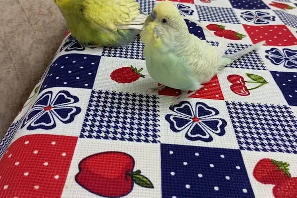 Kuş Evi Pet Shop - Evcil hayvan mağazası - Ankara Sincan