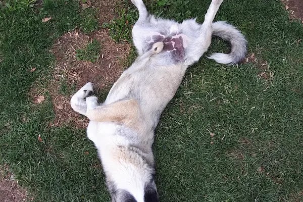Çankaya Belediyesi Ahlatlıbel Tesisleri - Resim 19