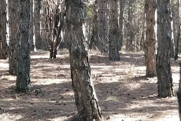 Çankaya Belediyesi Ahlatlıbel Tesisleri - Resim 14