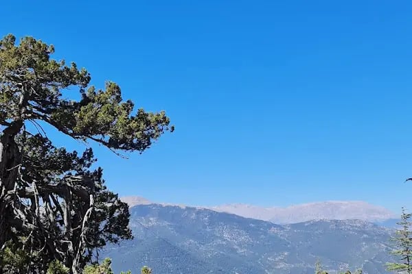 Çamkuyusu Sedir Araştırma Ormanı - Resim 14