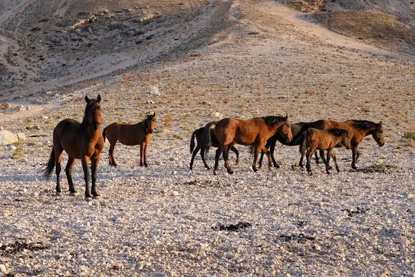 Çamkuyusu Sedir Araştırma Ormanı - Resim 15