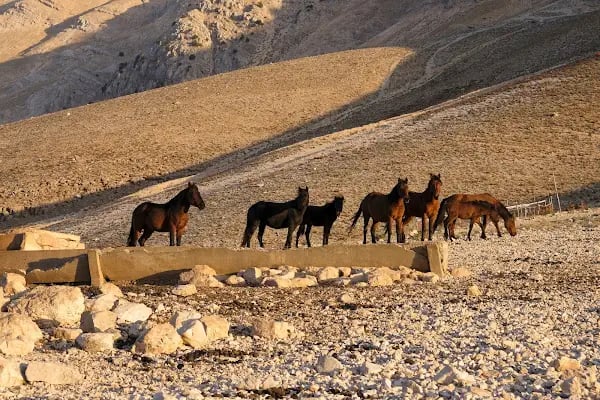 Çamkuyusu Sedir Araştırma Ormanı - Resim 8