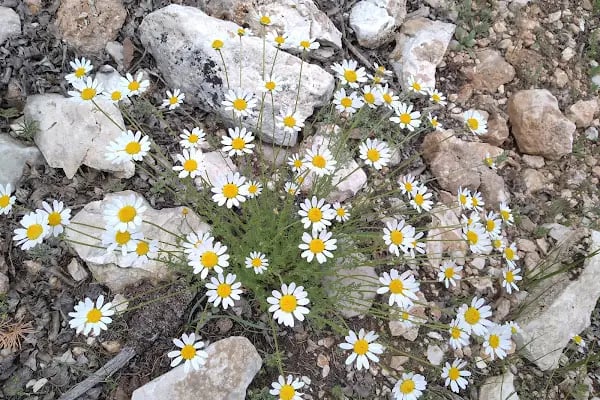 Çamkuyusu Sedir Araştırma Ormanı - Resim 13