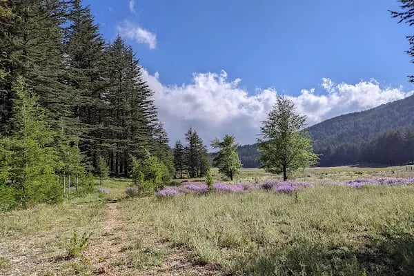 Çamkuyusu Sedir Araştırma Ormanı - Resim 6