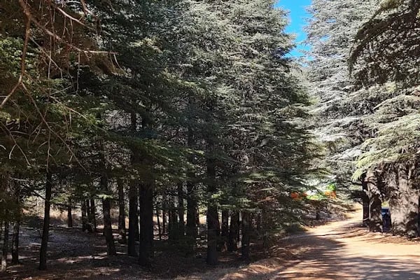 Çamkuyusu Sedir Araştırma Ormanı - Resim 19