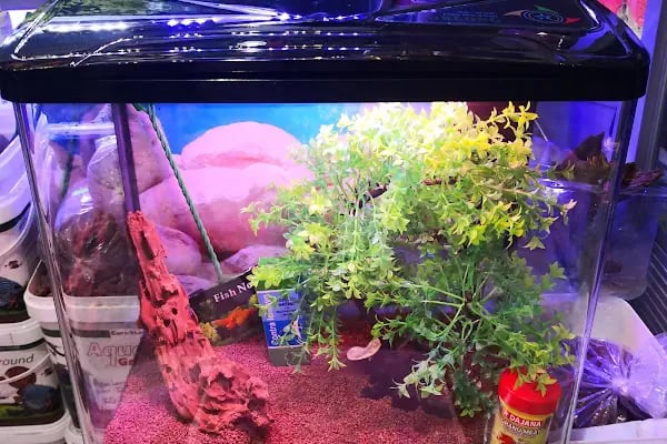 Mercan Pet Shop - Resim 6