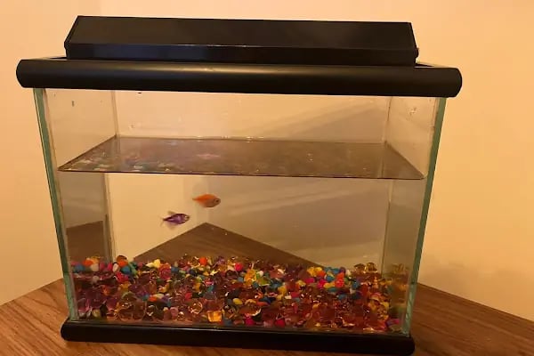 Mercan Pet Shop - Resim 15