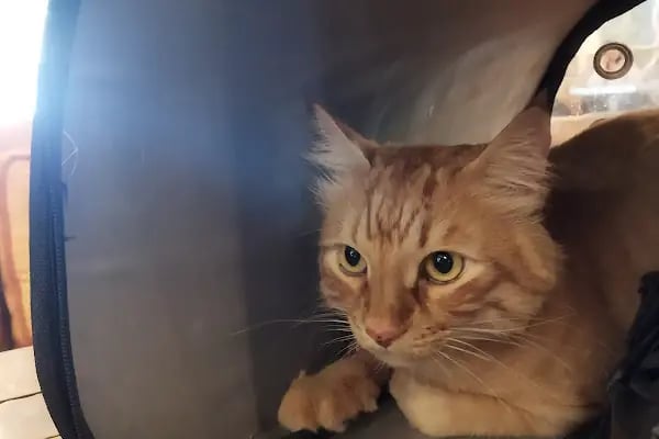 PetPro Veteriner Kliniği - Resim 7