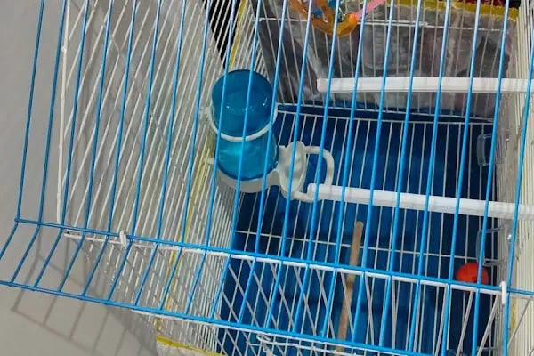 Talha Akvaryum Pet Shop - Resim 3