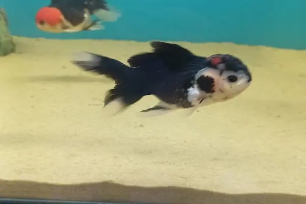 Patilidost Petshop - Resim 7