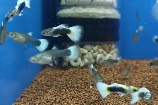 Patilidost Petshop - Resim 4