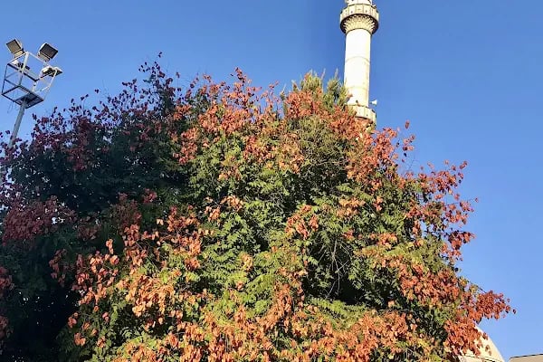 Hz. Osman Camii - Resim 10