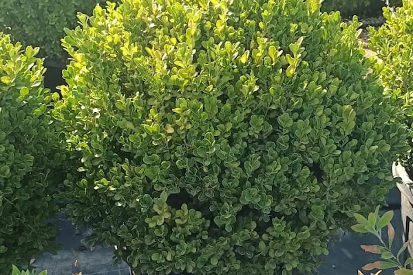 YAĞMUR BOTANİK - Resim 7