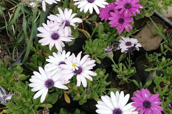 YAĞMUR BOTANİK - Resim 14