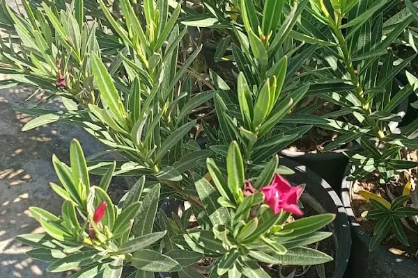 YAĞMUR BOTANİK - Resim 6
