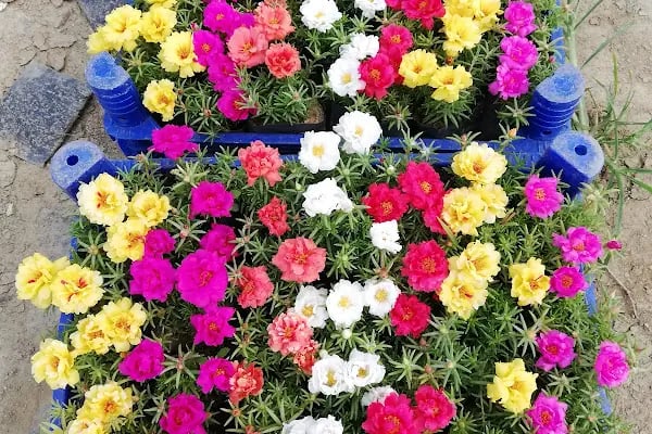 YAĞMUR BOTANİK - Resim 10