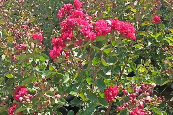 YAĞMUR BOTANİK - Resim 4