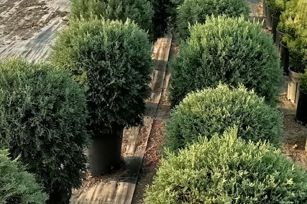 YAĞMUR BOTANİK - Resim 11