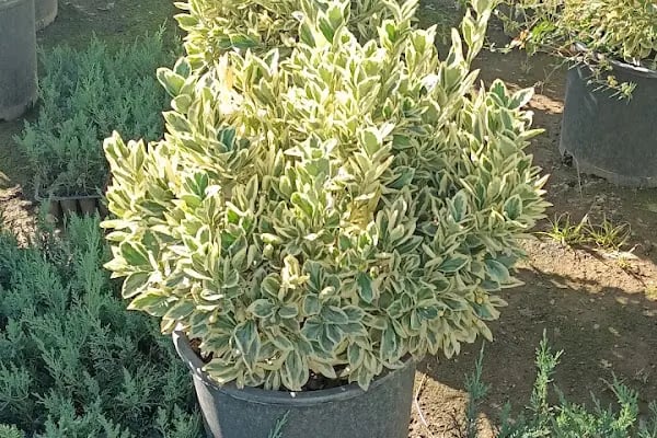 YAĞMUR BOTANİK - Resim 17