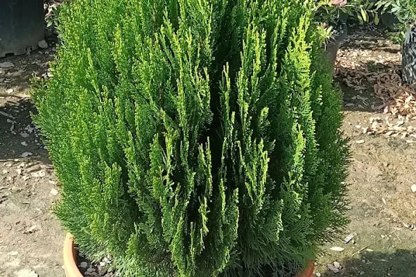 YAĞMUR BOTANİK - Resim 13
