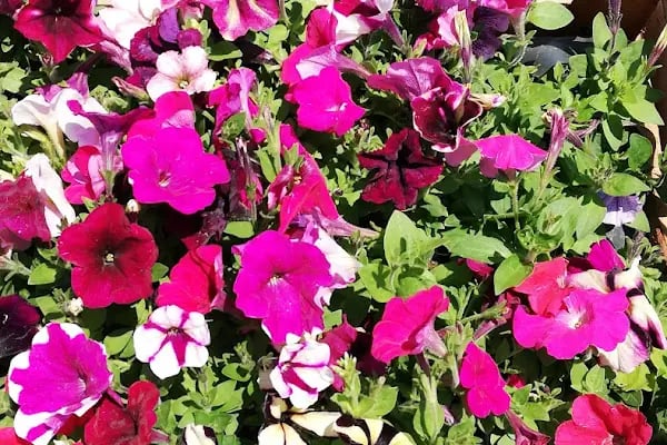 YAĞMUR BOTANİK - Resim 16