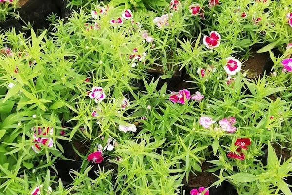 YAĞMUR BOTANİK - Resim 12