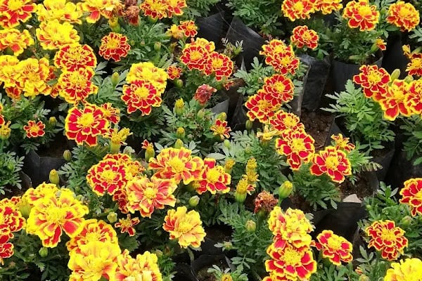 YAĞMUR BOTANİK - Resim 18