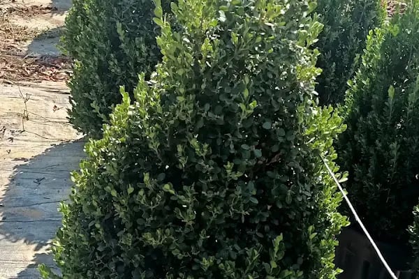 YAĞMUR BOTANİK - Resim 15