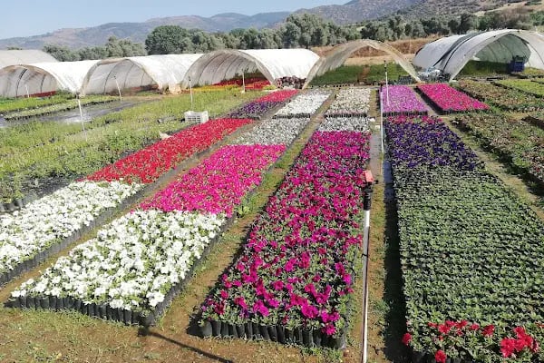 YAĞMUR BOTANİK - Resim 2