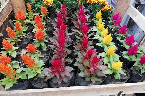 YAĞMUR BOTANİK - Resim 20
