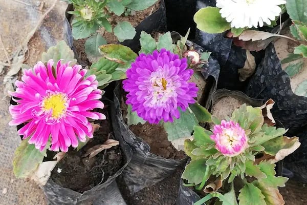 YAĞMUR BOTANİK - Resim 8