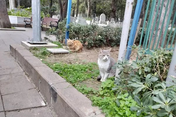 Bakırköy Zuhuratbaba Mezarlığı - Resim 9