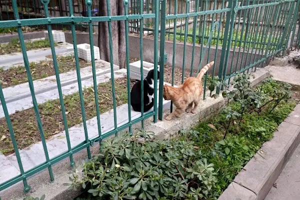 Bakırköy Zuhuratbaba Mezarlığı - Resim 11