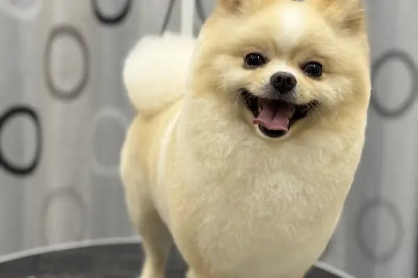 SHOW PET KUAFÖR | Anestezisiz Kedi ve Köpek traşı | - Resim 3