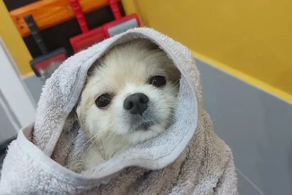 SHOW PET KUAFÖR | Anestezisiz Kedi ve Köpek traşı | - Resim 10