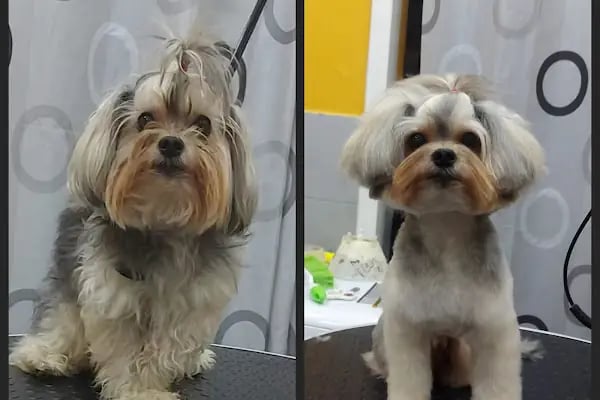SHOW PET KUAFÖR | Anestezisiz Kedi ve Köpek traşı | - Resim 20