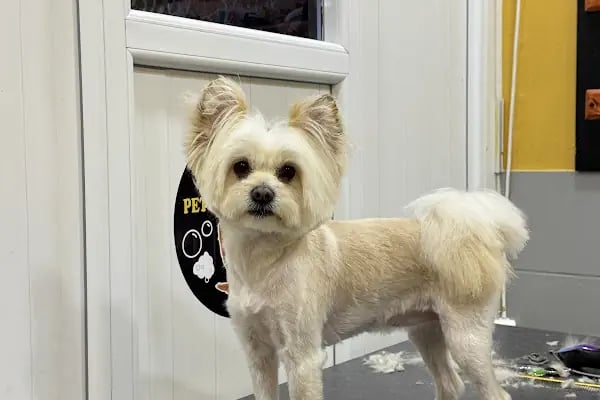 SHOW PET KUAFÖR | Anestezisiz Kedi ve Köpek traşı | - Resim 5