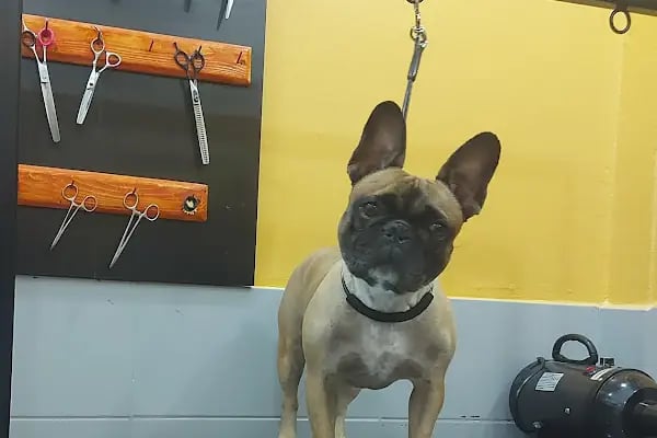 SHOW PET KUAFÖR | Anestezisiz Kedi ve Köpek traşı | - Resim 18