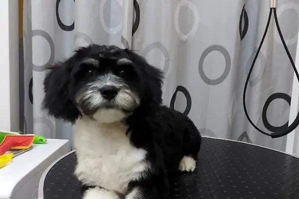 SHOW PET KUAFÖR | Anestezisiz Kedi ve Köpek traşı | - Resim 13