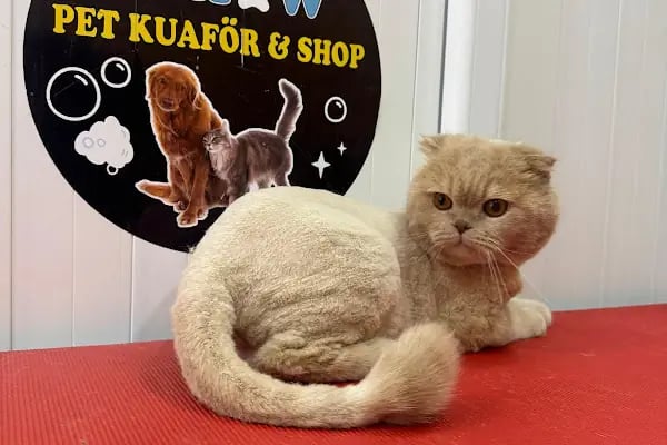 SHOW PET KUAFÖR | Anestezisiz Kedi ve Köpek traşı | - Resim 6