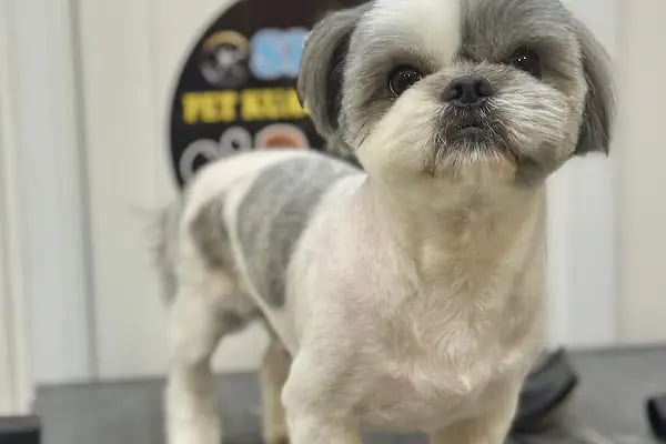 SHOW PET KUAFÖR | Anestezisiz Kedi ve Köpek traşı | - Resim 16