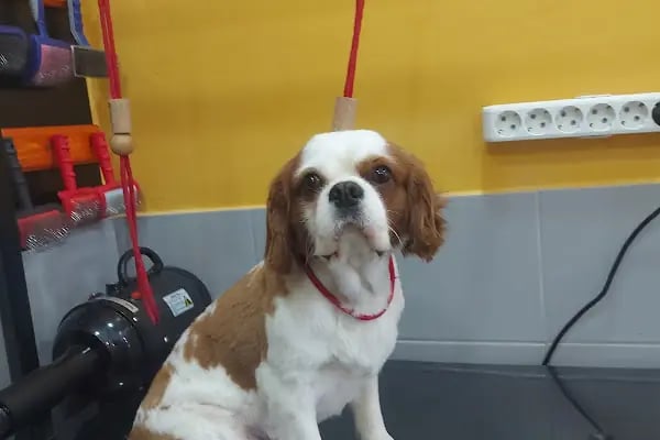 SHOW PET KUAFÖR | Anestezisiz Kedi ve Köpek traşı | - Resim 12