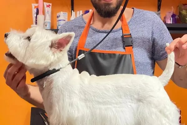 SHOW PET KUAFÖR | Anestezisiz Kedi ve Köpek traşı | - Resim 8