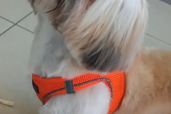 SHOW PET KUAFÖR | Anestezisiz Kedi ve Köpek traşı | - Resim 19