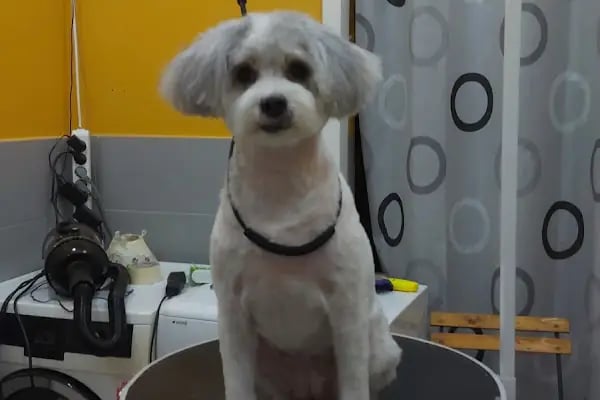 SHOW PET KUAFÖR | Anestezisiz Kedi ve Köpek traşı | - Resim 17