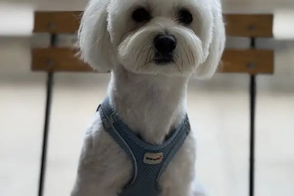 SHOW PET KUAFÖR | Anestezisiz Kedi ve Köpek traşı | - Resim 7
