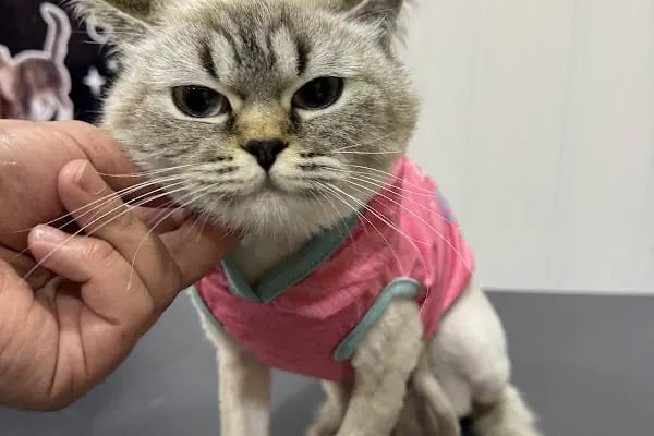 SHOW PET KUAFÖR | Anestezisiz Kedi ve Köpek traşı | - Resim 15