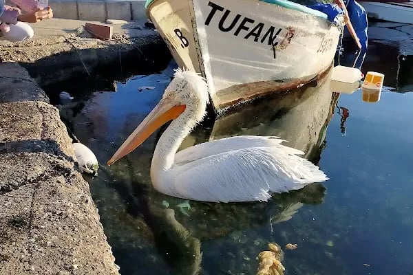 Güzel Sanatlar Parkı - Resim 14